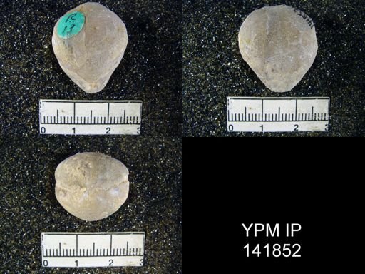 Spirigerella grandis