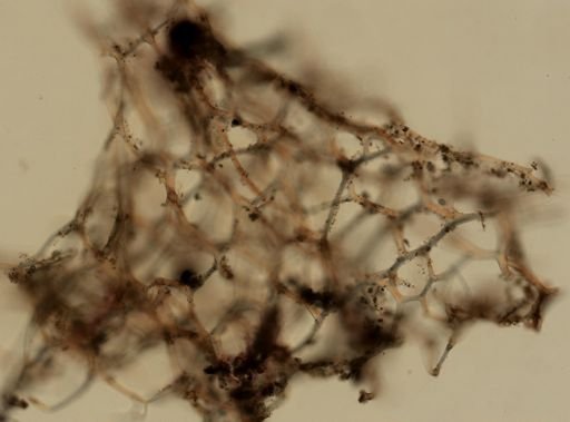 cf. Spongia