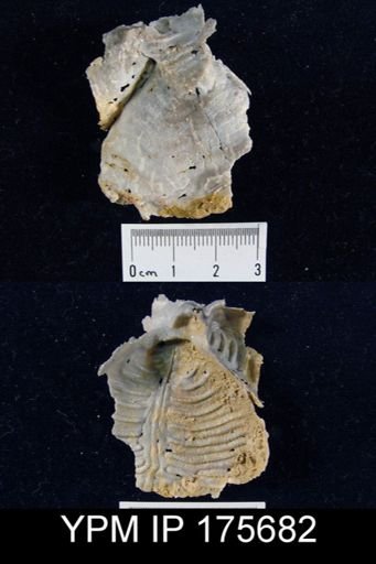 Leptodus sp.