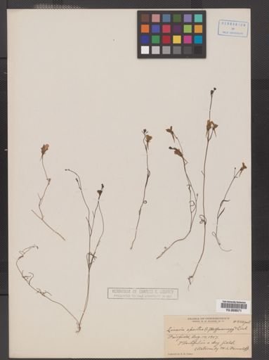 Linaria spartea