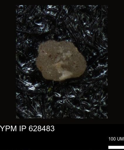 undet. Foraminiferida