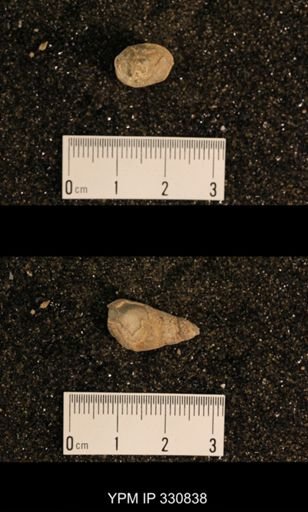 Meekospira peracuta choctawensis