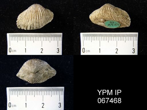Anastrophia verneuili