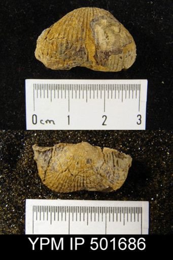 Marginifera lasallensis