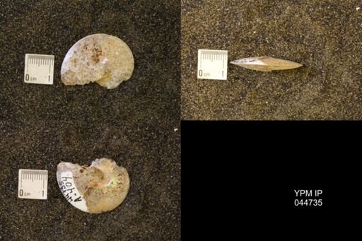 Sphenodiscus lenticularis