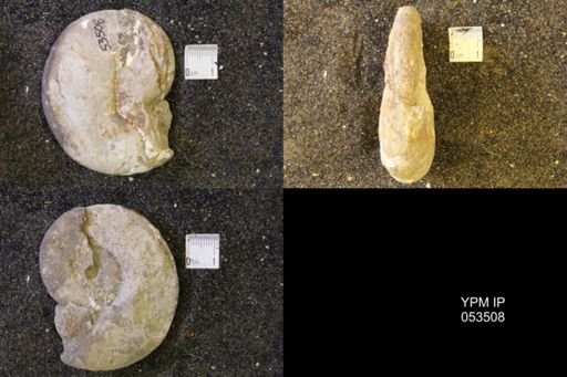 Hoploscaphites nicolletii