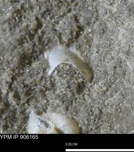 undet. Mollusca