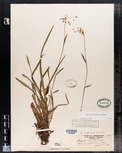 Luzula acuminata acuminata