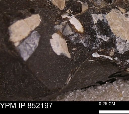 undet. Bivalvia