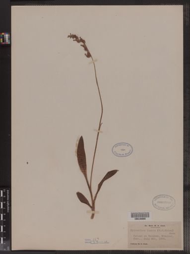 Spiranthes lucida