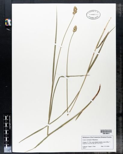 Carex normalis