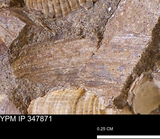 undet. Bivalvia