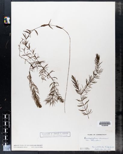 Ceratophyllum demersum