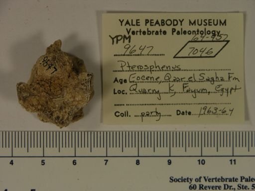 Pterosphenus sp.
