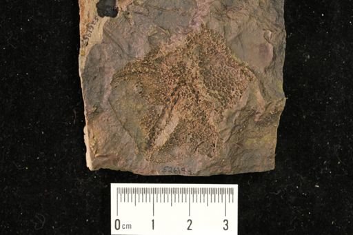 Stromatocystites sp.