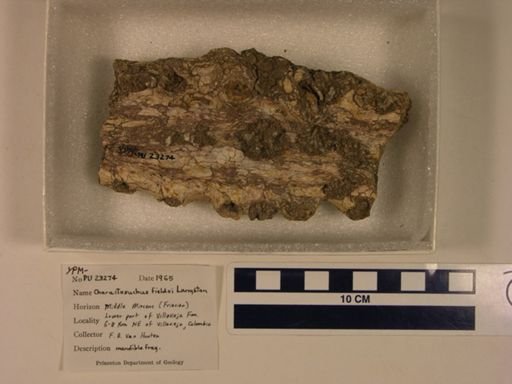 Charactosuchus fieldsi