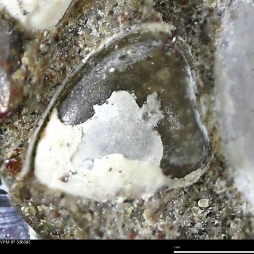 Corbulamella gregaria