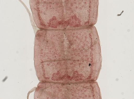 Proteocephalus
