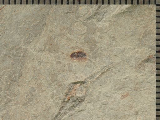 undet. Coleoptera