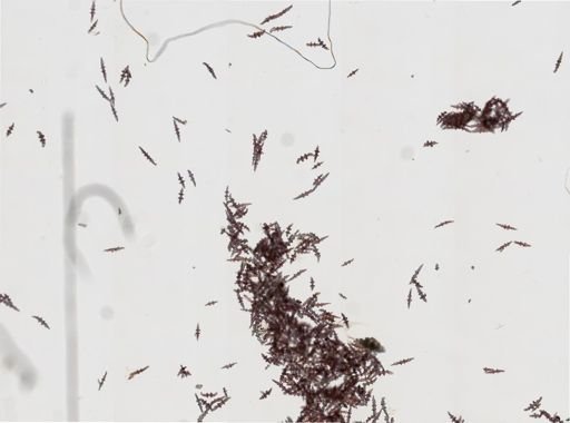 Antillogorgia bipinnata