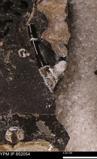 undet. Scaphopoda