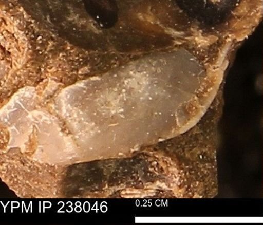Protocardia subquadrata