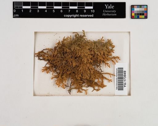 Plantae