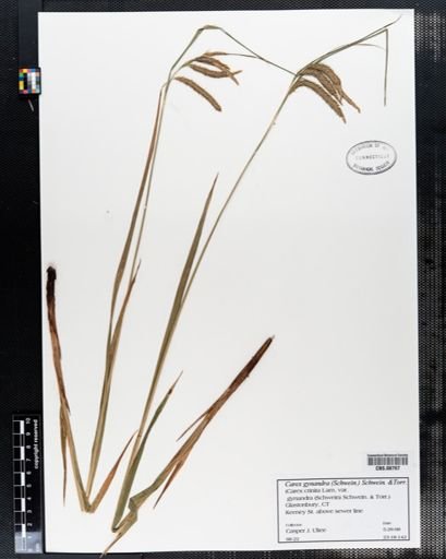 Carex gynandra