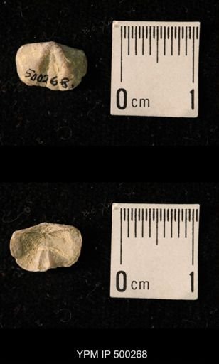 Mesolobus mesolobus decipiens
