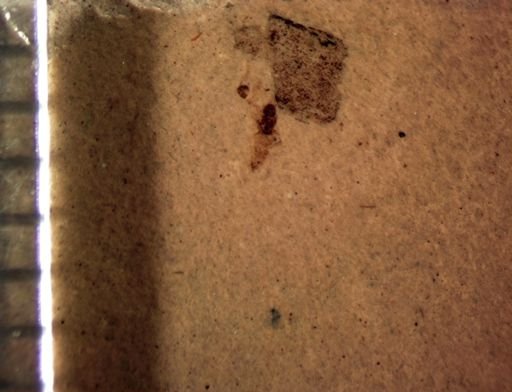 undet. Insecta