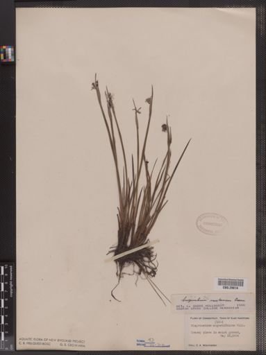 Sisyrinchium montanum