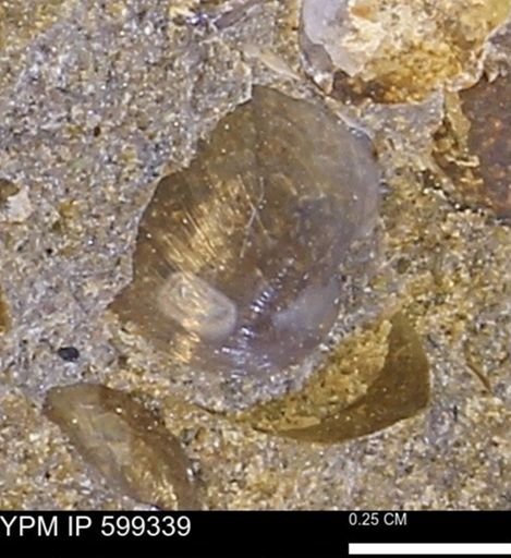 Protocardia subquadrata
