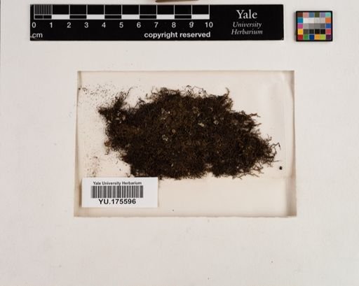 Plantae