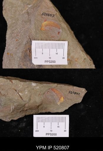 undet. Bivalvia
