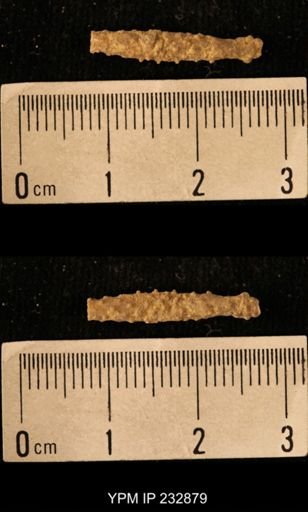Archaeocidaris sp.