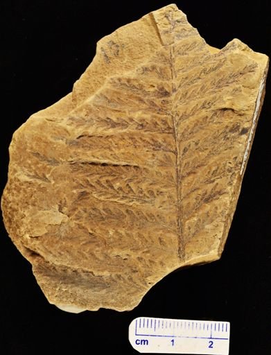 Pecopteris montanensis