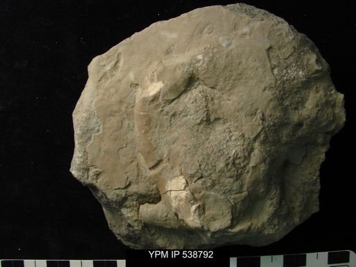 undet. Bryozoa