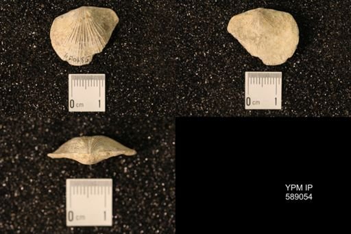Dinorthis subquadrata
