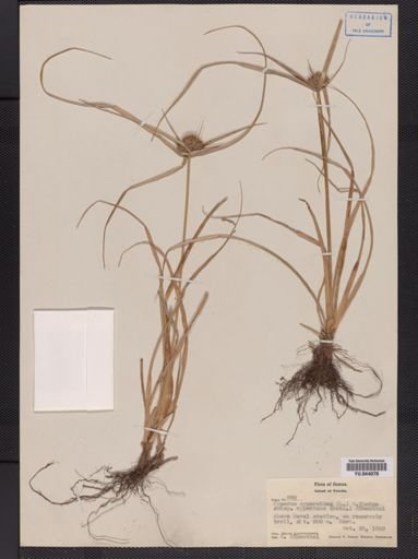 Cyperus
