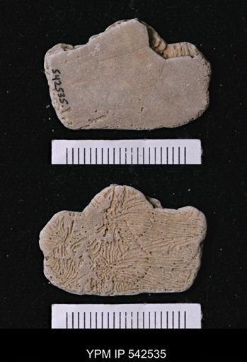 Abertella sp.