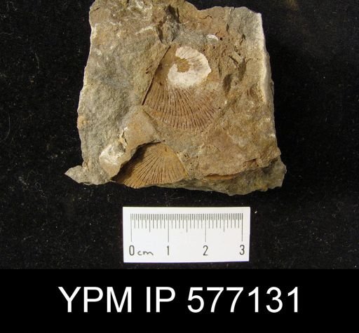 Nervostrophia sp.