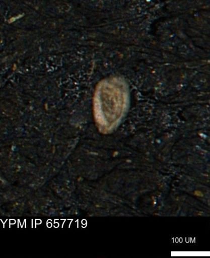 Spirolocammina subcircularis