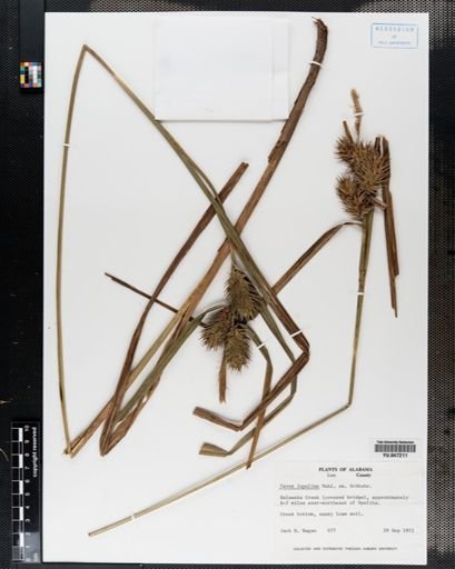 Carex lupulina
