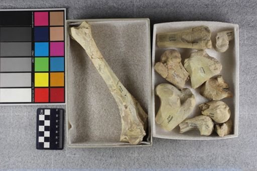 Hyracodon nebraskensis