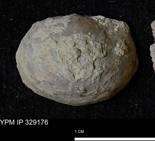 Pholidostrophia iowaensis