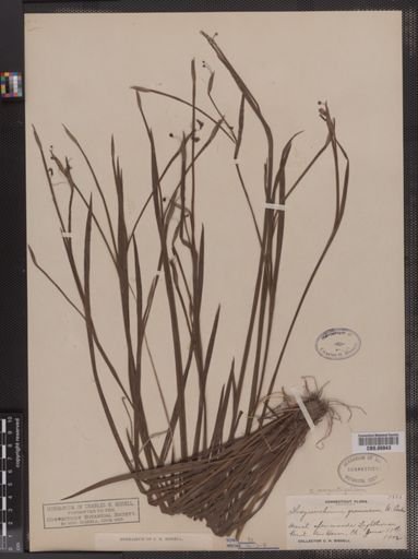 Sisyrinchium angustifolium