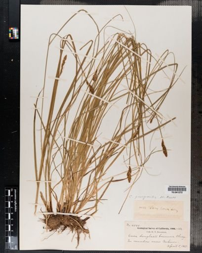 Carex praegracilis