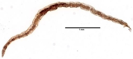 Limnodriloides medioporus