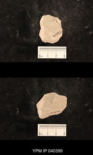 Liomopterum sp.