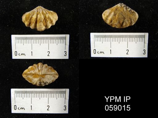 Delthyris octocostata